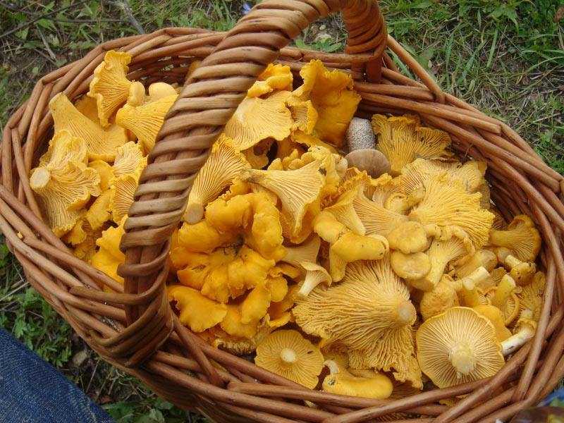 Chantrelle mushrooms