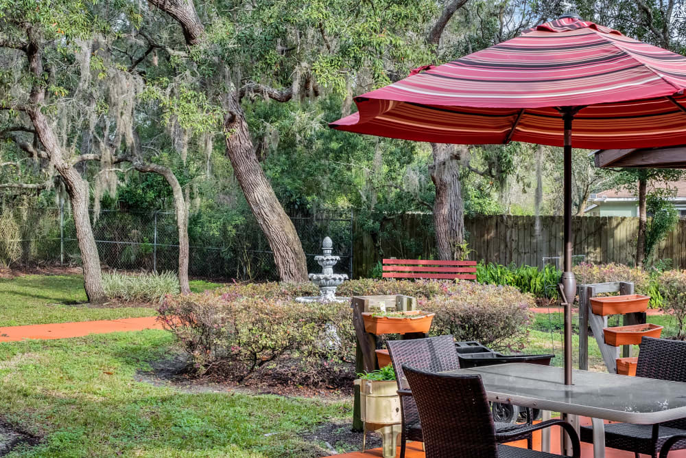 Forest oaks of spring hill