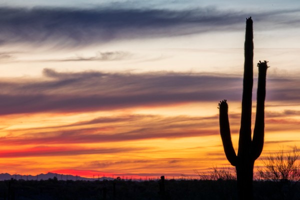 A saguaro cactus reaches for the sky during a typical beautiful Arizona sunset.