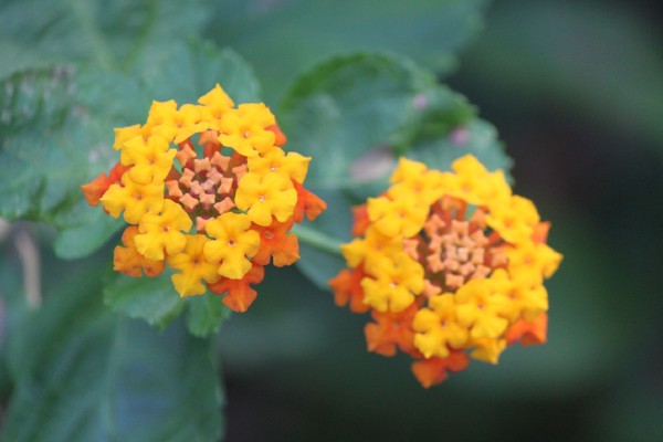 Beautiful Lantana flowers gave their name to the Florida town settled 100 years ago.
