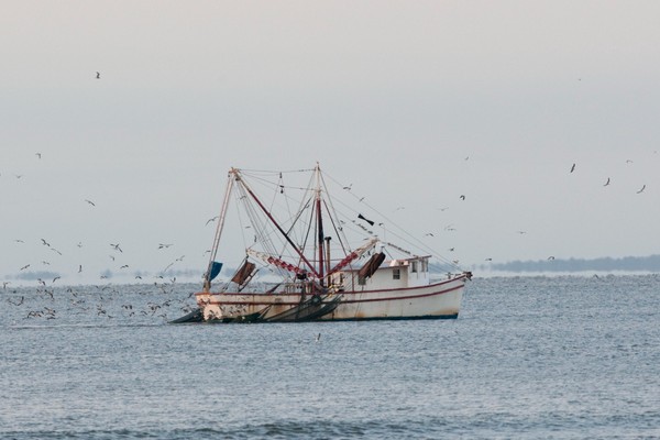 A shrimp boat fishes off the coast of Brunswick, GA.
