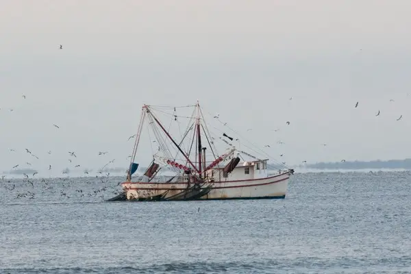 A shrimp boat fishes off the coast of Brunswick, GA.