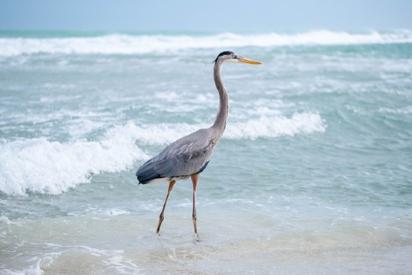 A great blue heron walks along Bathtub Beach off Stuart, Florida.