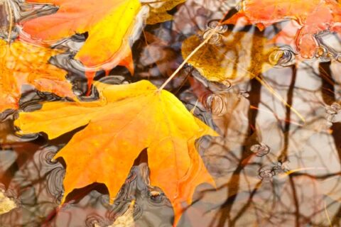 Maple leaves sit in a puddle near Oak Brook, Illinois.