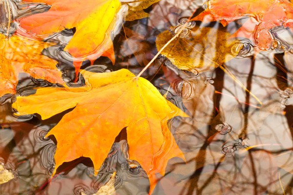 Maple leaves sit in a puddle near Oak Brook, Illinois.