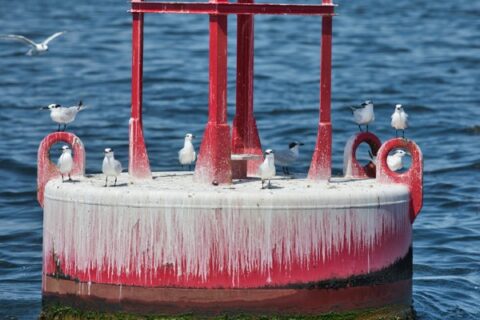 Sandwich terns perch on a navigational buoy in Tampa Bay.