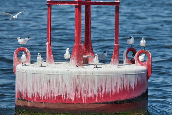 Sandwich terns perch on a navigational buoy in Tampa Bay.