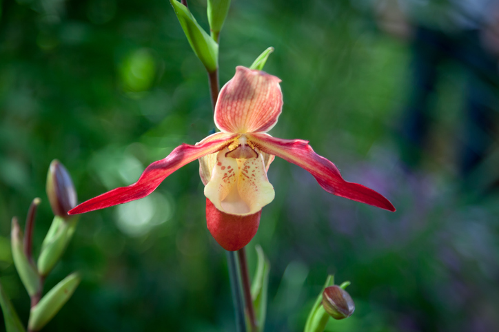 An iris grows at the Phipps Conservatory and Botanical Gardens in nearby Pittsburgh.