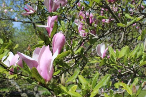 Dark pink magnolias bloom in the morning sun in one of Greece’s 14 public parks.