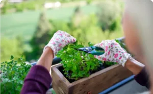 Enrichment-Herbal-Garden-Closeup